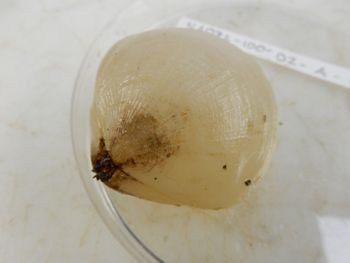 Media type: image;   Invertebrate Zoology 139304